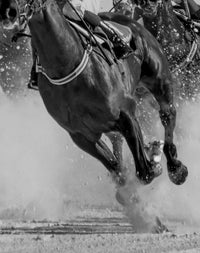 StamoxVet 400 gram - StamoxVet